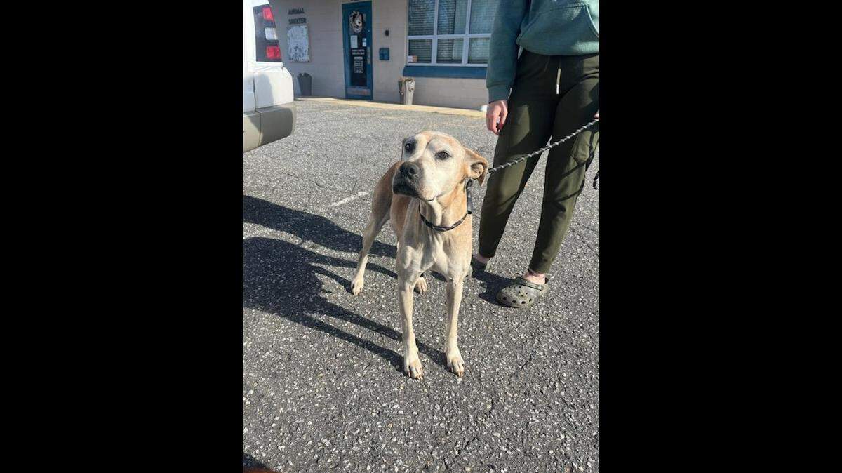 A “gentle” dog mom is up for adoption in North Carolina.