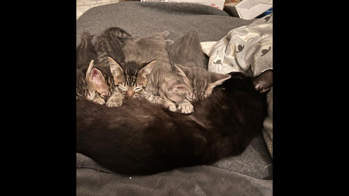 Chamomile’s kittens were adopted, but the mama cat still waits for a new home.