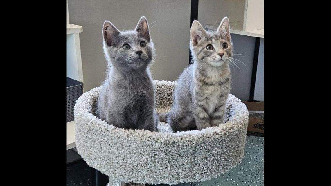 Lenny, left, and Layla got a new home after their “heartbroken” owners surrendered them.