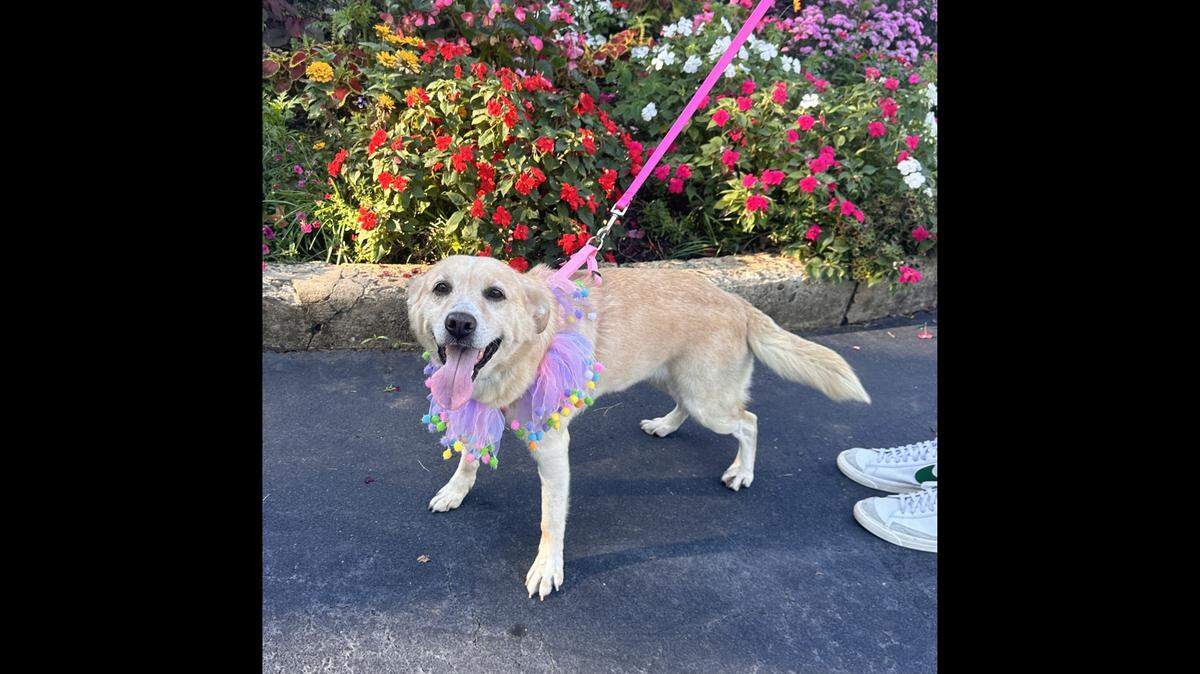 An 8-year-old dog who’s bursting with energy is up for adoption in North Carolina.