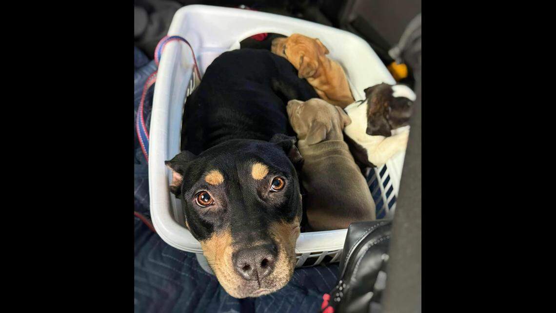 Muffin’s puppies will soon be available for adoption in North Carolina.