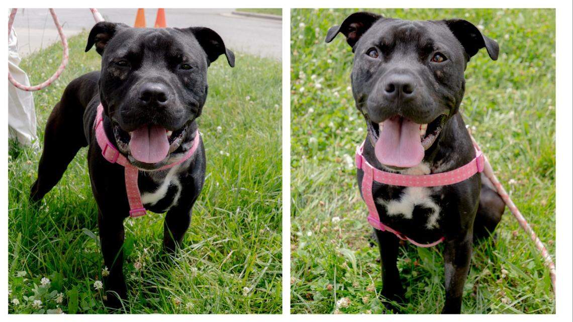 Marley, an energetic North Carolina dog, needs a new home.