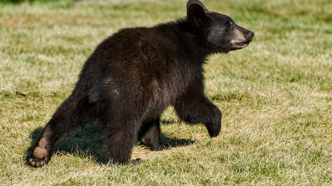 A portion of the Blue Ridge Parkway is closed after rangers said visitors interacted with a young bear, not the one seen in this file photo.