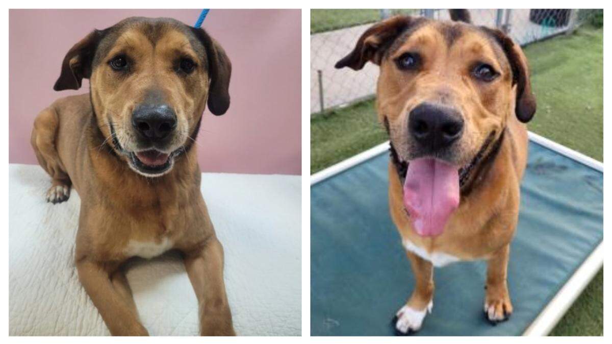 A loving dog has been waiting more than four years at a North Carolina shelter.
