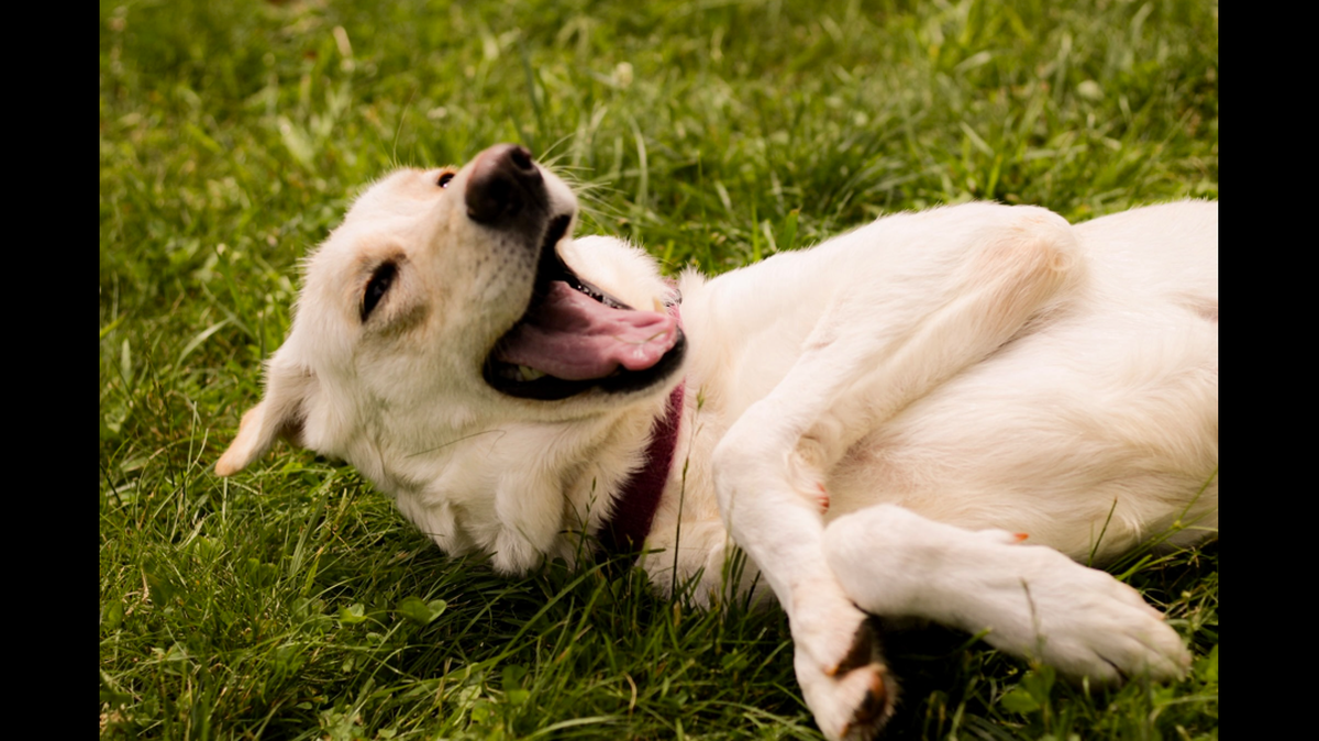 Lee Loo the dog is up for adoption in North Carolina.