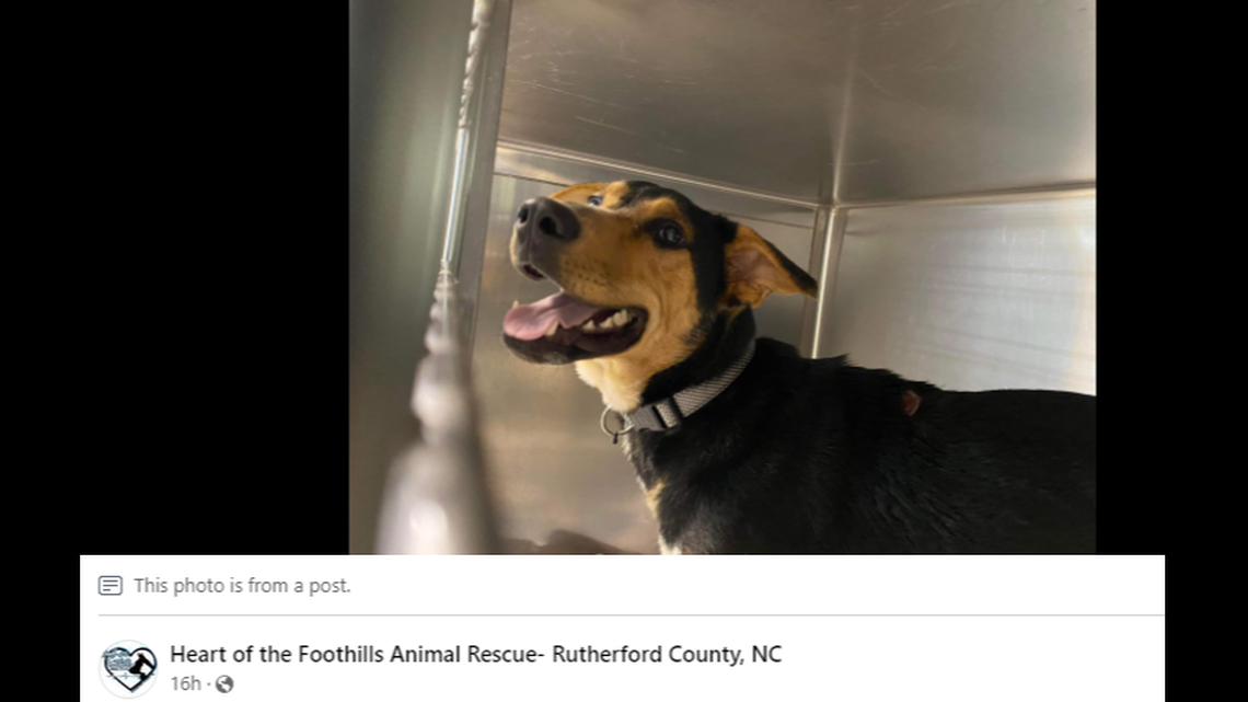 Abe the dog will go up for adoption after he was hit with an arrow, a North Carolina animal rescue said.