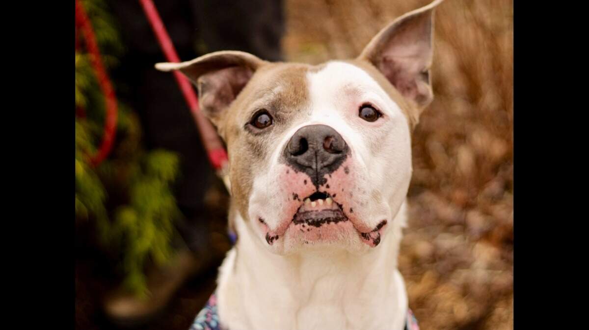 Dog struggling in NC animal shelter needs home, 2nd chance | Charlotte ...
