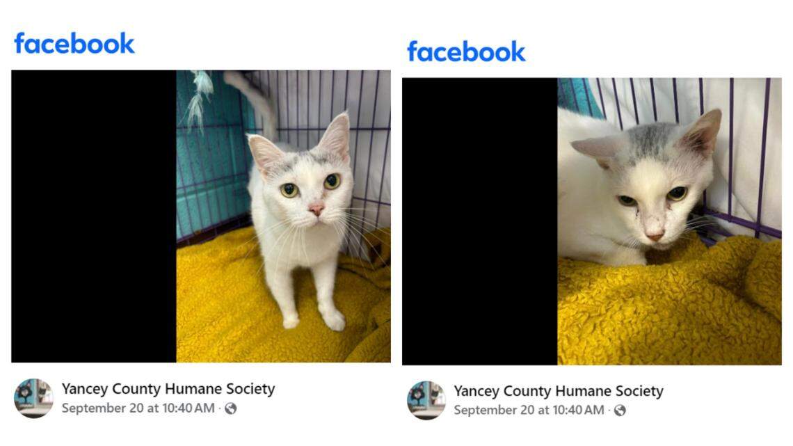 A North Carolina shelter wants two overlooked cats adopted together.