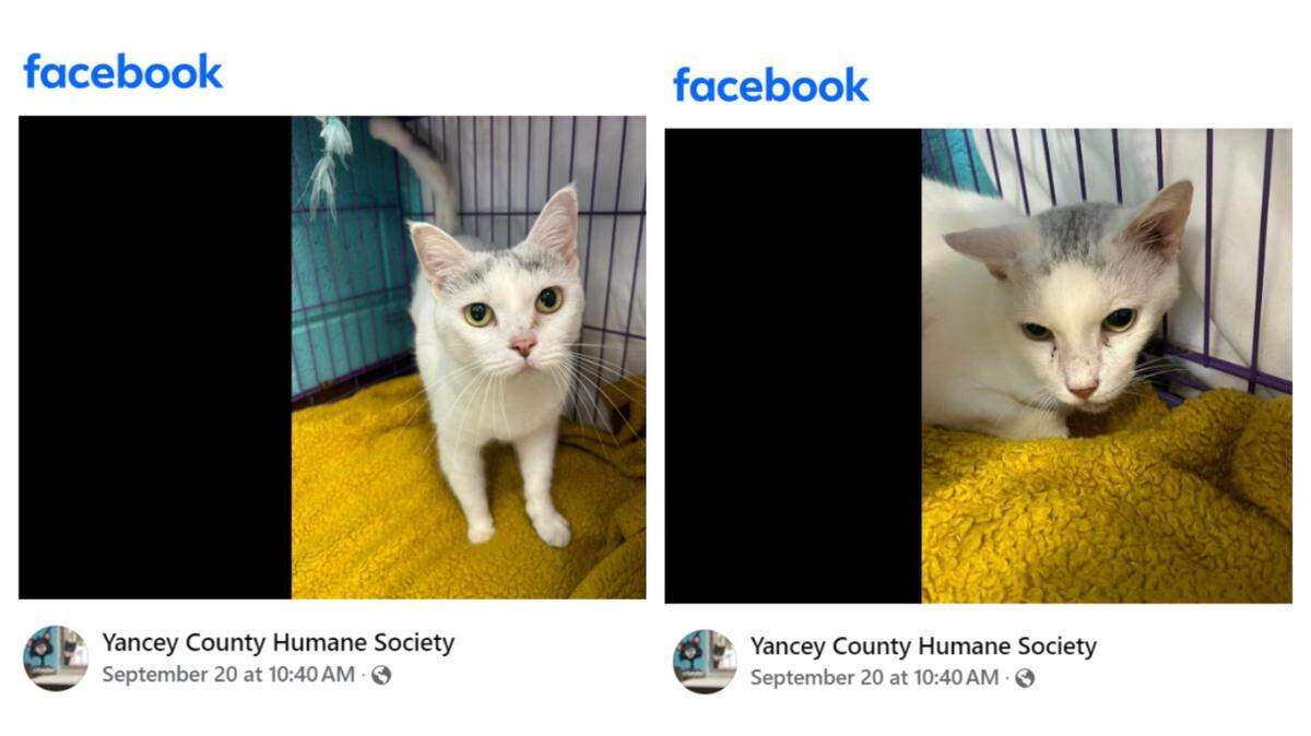 A North Carolina shelter wants two overlooked cats adopted together.