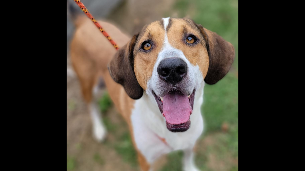 Milo finally got a new home after he was returned to a shelter in the North Carolina mountains, officials said.