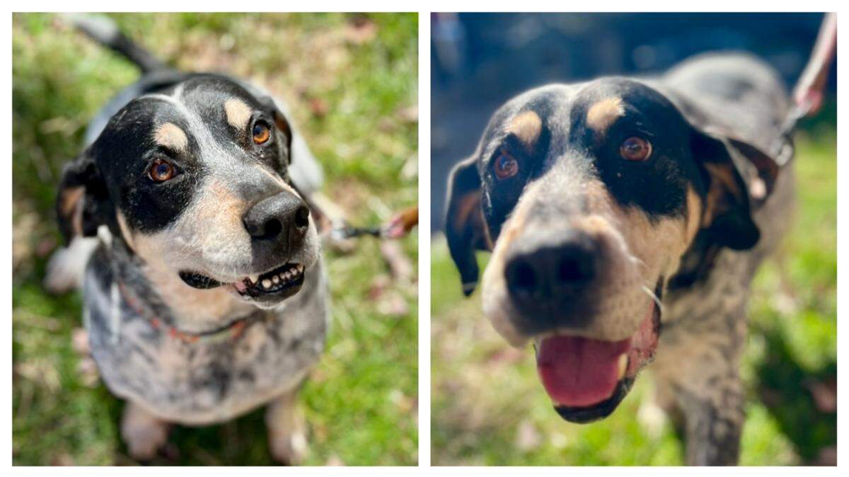 Bandito the dog is up for adoption in North Carolina.