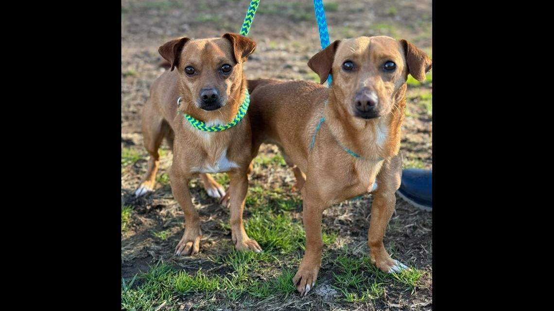 A North Carolina shelter hopes two dogs — a father and son — will continue to stick together.