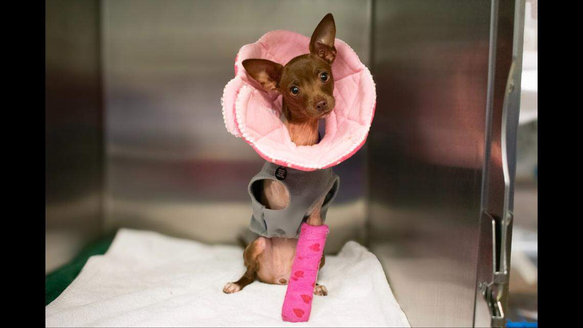 Estrella got a fresh start after losing her front leg.