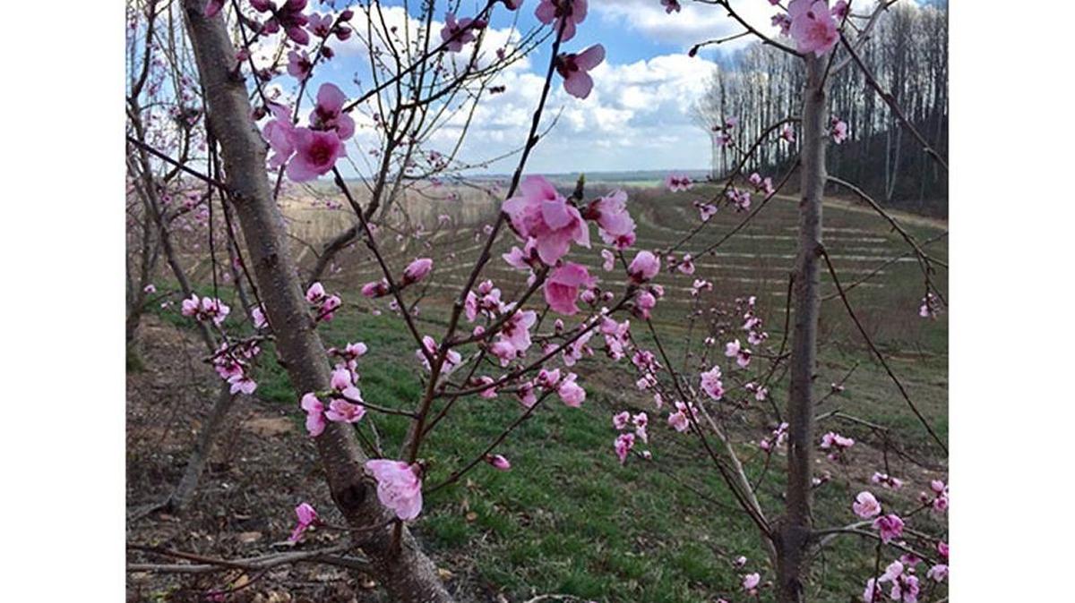 Blooming peach trees in region are a concern. It’s too early.