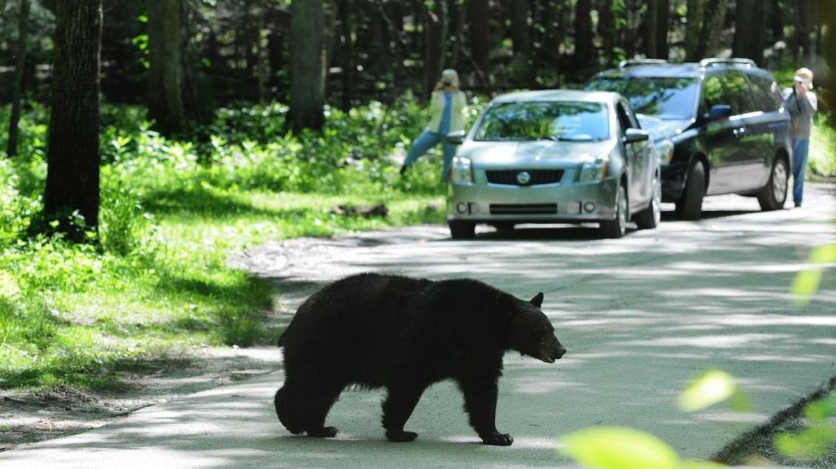 Staff at Great Smoky Mountains National Park have started using DNA to test bears suspected of attacking visitors. Officials say a bear that was euthanized in May 2016 was later exonerated in an attack following a DNA test.