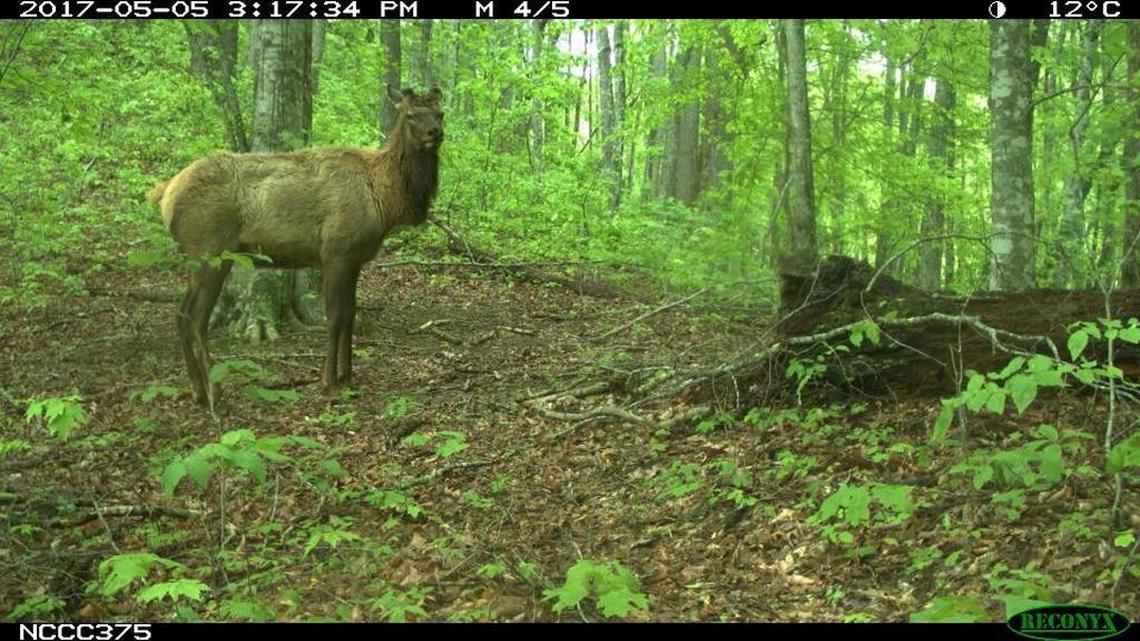 Candid Critter program operators sought help from the public on identifying this...thing...photographed May 5 in Swain County.