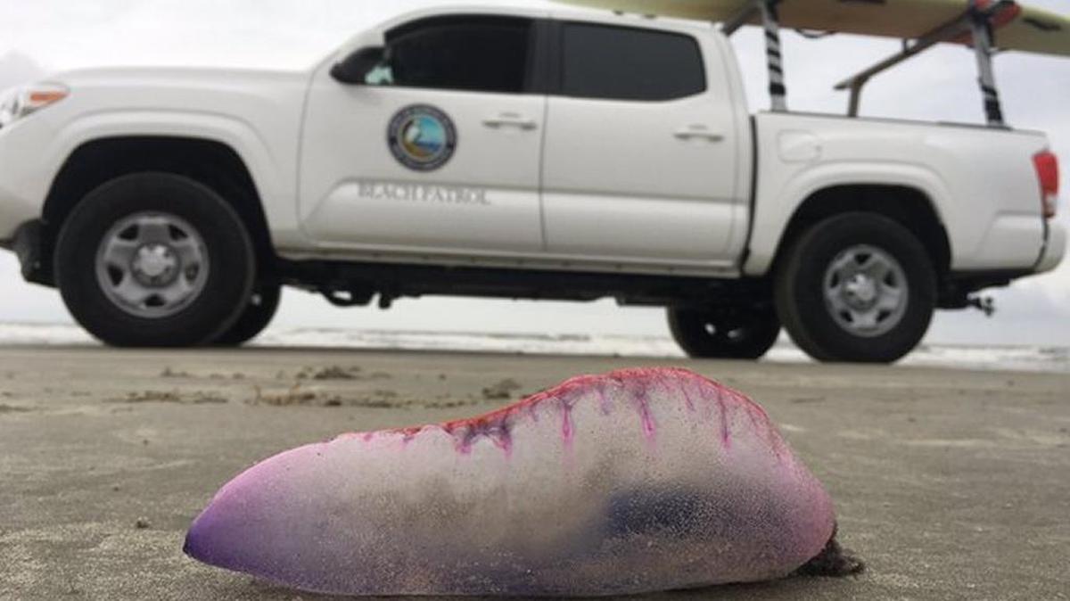 Portuguese men-of-war can sting even after they have washed ashore, experts say. This is a man-of-war that washed ashore on Kiawah Island in May, 2017. State officials say high winds from storms have beached the creatures, which have extra-painful stings.