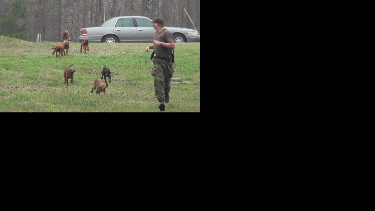 
Seven bloodhound puppies have begun their training at the York County Sheriff’s Office.
