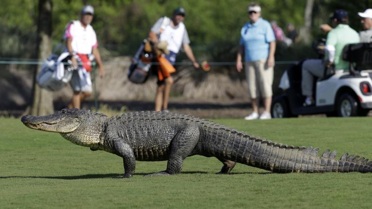 An alligator crosses a golf course in Avondale, La., in 2013.