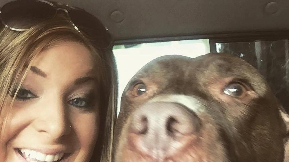 Cato is missing and family desperate to find the dog