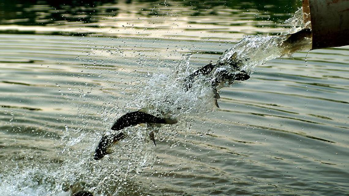In this 2004 Charlotte Observer file photo, Asian grass carp are released into Lake Norman to munch on the invasive hydrilla weed.
