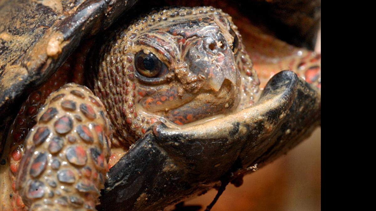 
As bogs disappear, the plants and creatures unique to them also slip away. The federal government lists 13 species found on candidate sites for the new refuge as threatened or endangered. The four-inch bog turtle is North America’s tiniest. 
