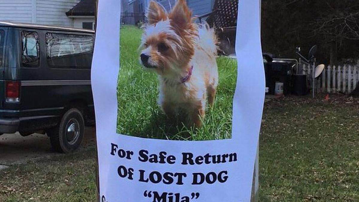 Sign posted for Mila, the lost dog.