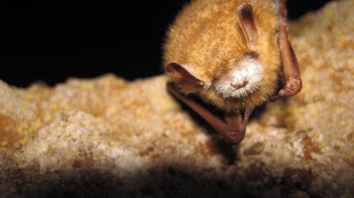 This tri-colored bat has white-nose syndrome