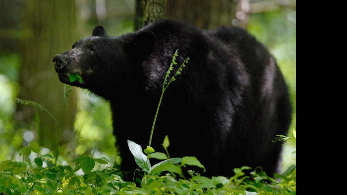 
A black bear in Great Smoky Mountains National Park. 
