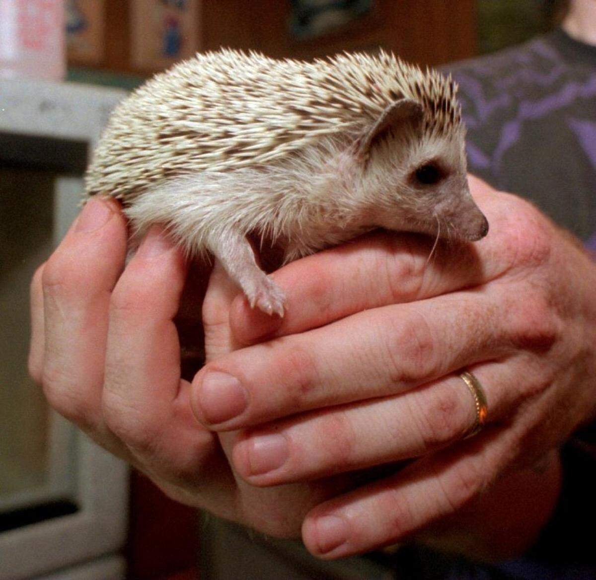 Sorry, but you will no longer be able to claim your adorable pet hedgehog as an emotional support animal to take it with you in the cabin of an American Airlines flight, effective July 1.