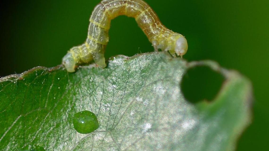 A cankerworm munches on a Bradford pear tree leaf in west Charlotte in April 2015.