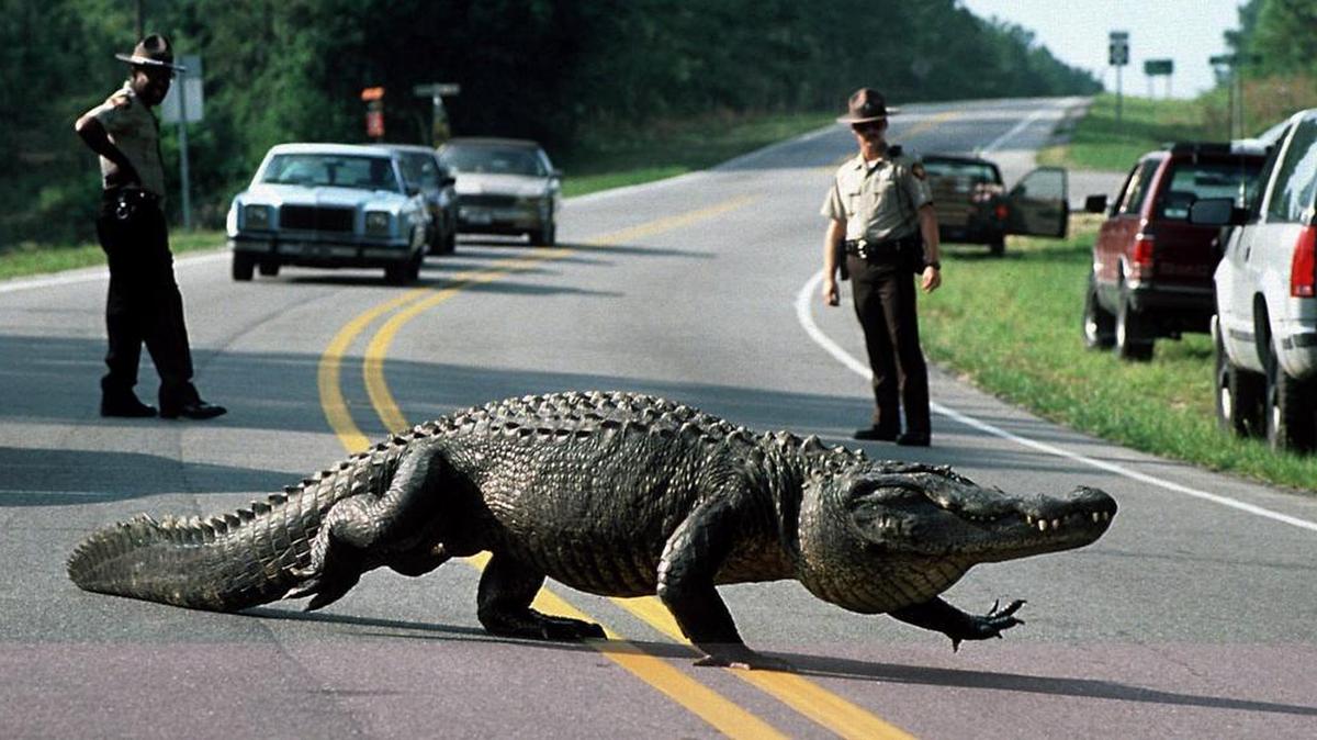 Brunswick County sheriff’s deputies watch as an alligator measuring over 12 feet ambles off N.C. 133 near Belville, after an hour-long “squat off” with law enforcement and wildlife officials in 1994.