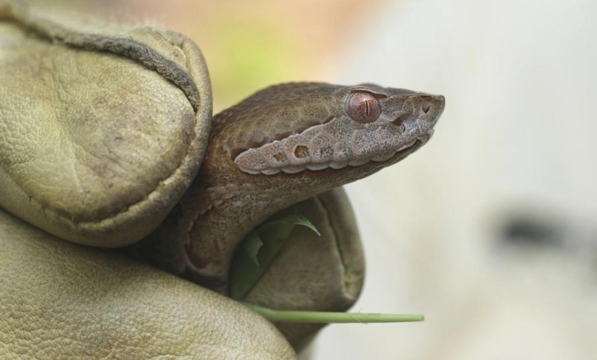 Copperheads are found all over North Carolina and are the only venomous snake you’re likely to encounter in the Triangle or in central NC.