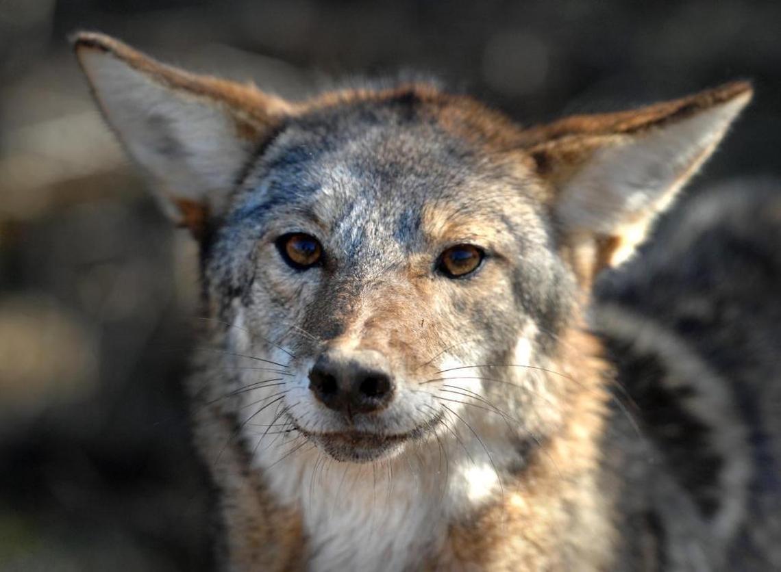 A coyote stands at the edge of a pasture after being caught in a trap in Belmont Saturday, January 19, 2013.