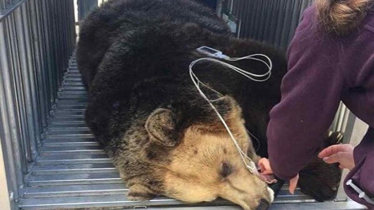One of two bears rescued from an animal park in Wilmington is shown sedated as animal welfare workers prepare to take the bear to a wild animal sanctuary in Colorado.