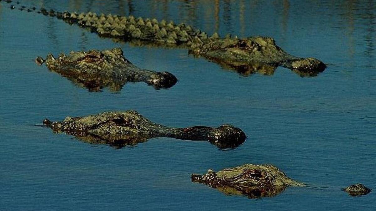 A new study of South Carolina alligators say that females keep having sex and producing healthy babies well into their 60s.