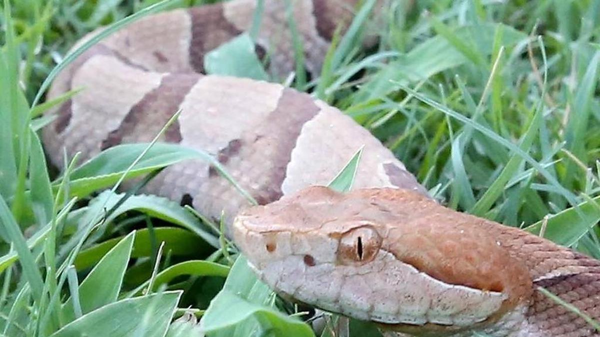 A copperhead in the grass
