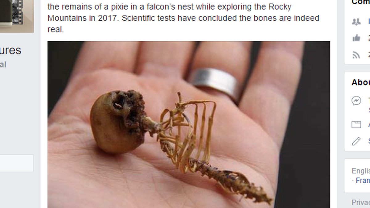Behold, the pixie skeleton found by an NC man.
