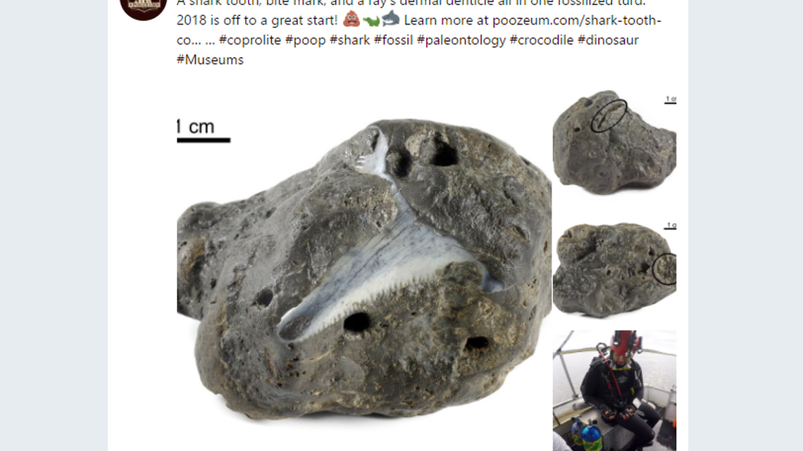 Shark tooth embedded in ancient poop: Was this part of a really gross dinner or just an accident?