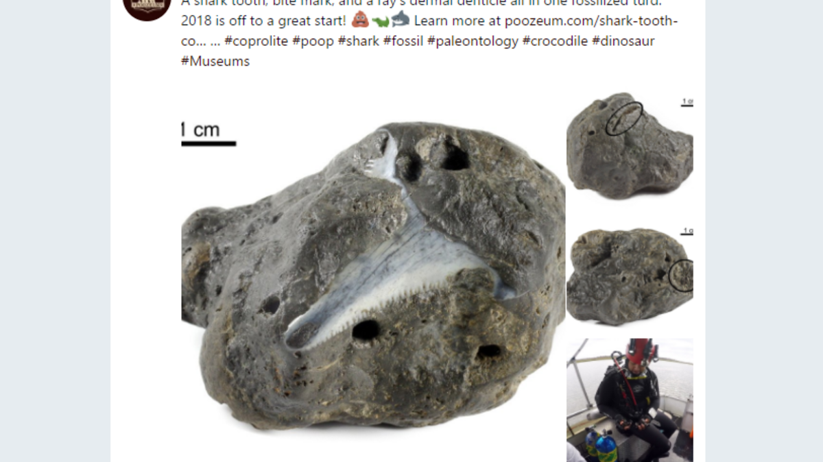 Shark tooth embedded in ancient poop: Was this part of a really gross dinner or just an accident?