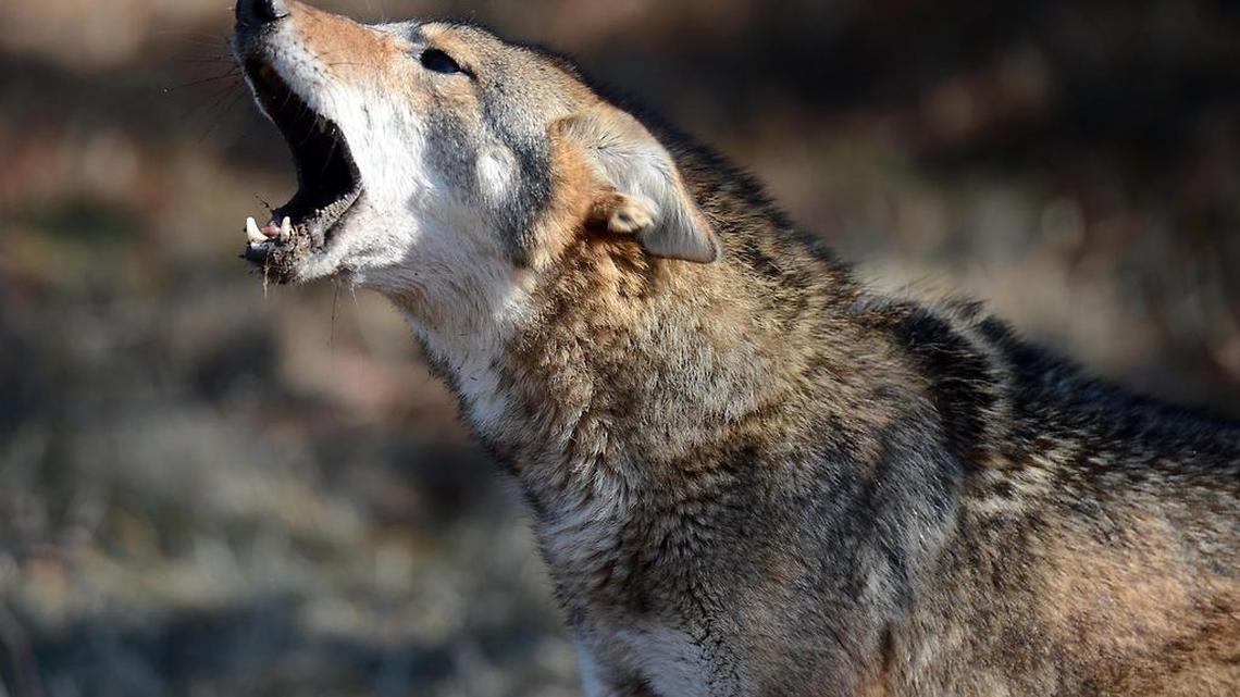 Coyotes are a common sight in Uwharrie National Forest, officials say. A coyote attacked two people in the forest on April 27. This coyote was not involved.