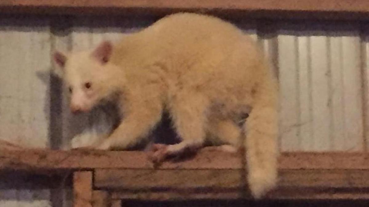 Amanda Burton spotted this rare albino raccoon in her Cleveland County barn.