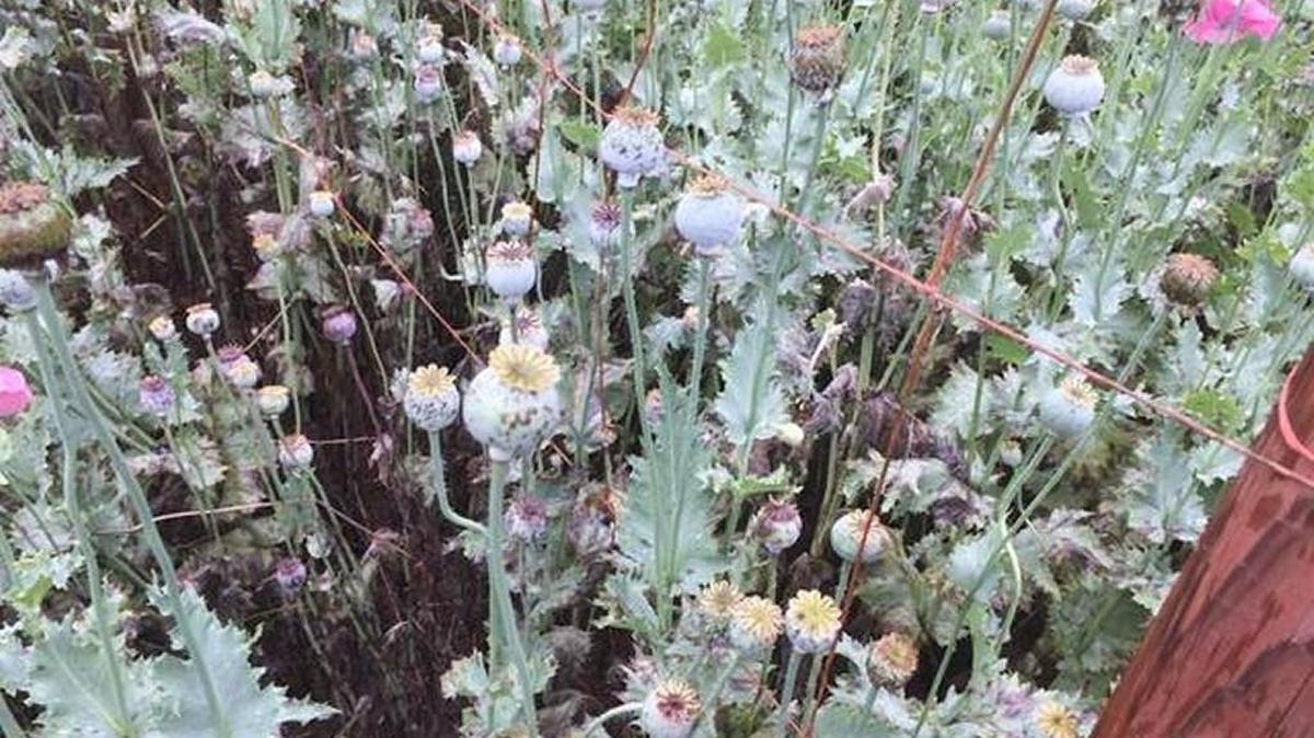 Opium poppies authorities said are worth nearly $560 million were found this week in Catawba County.