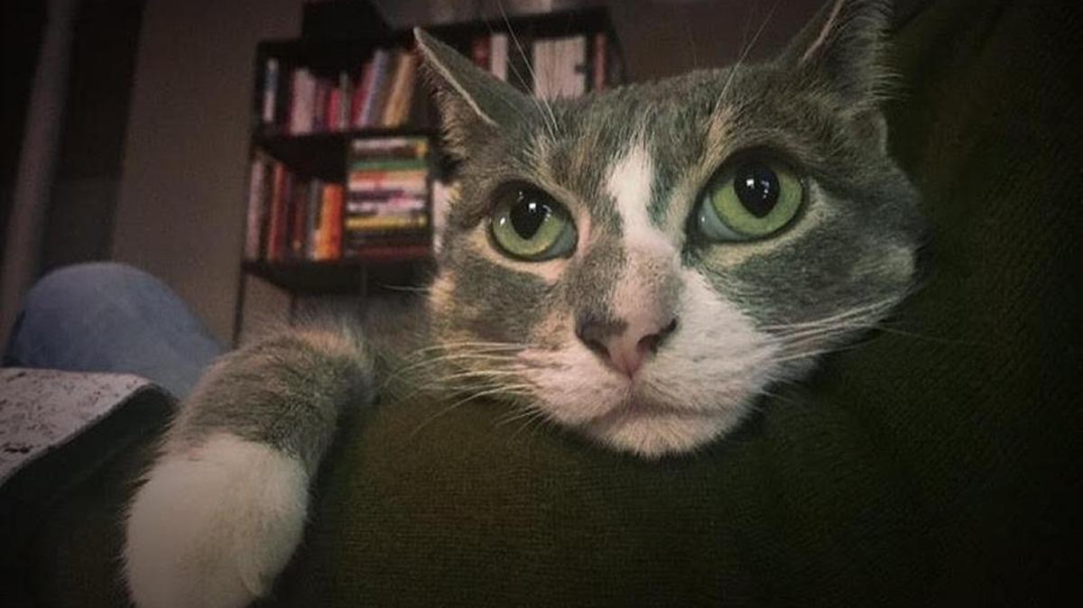 Babou is ‘a jerk’ says her very forgiving owner, Mary Irwin.