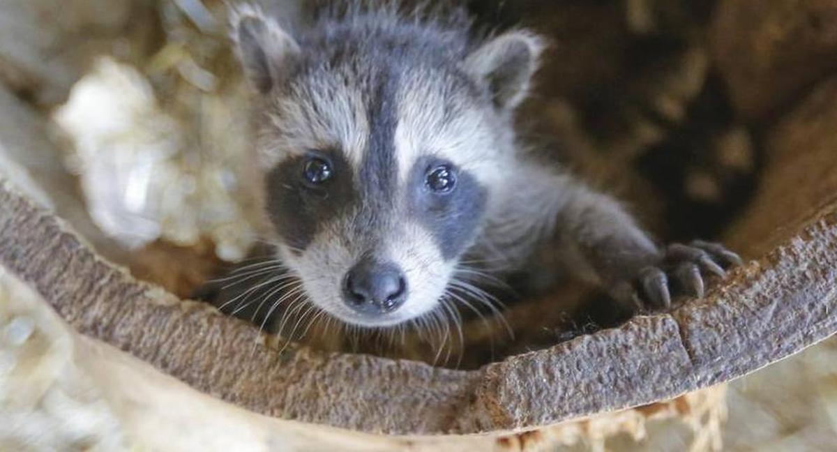 A baby raccoon can be cute, but they are wild animals that can carry rabies.