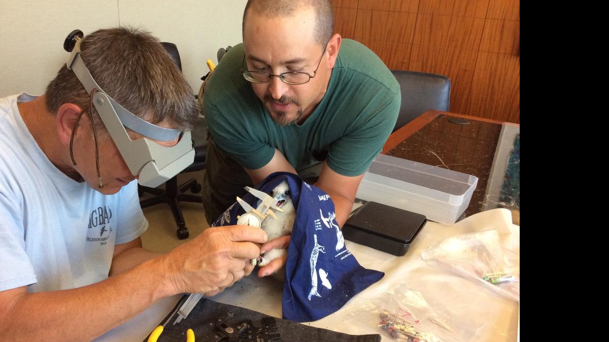 
Joe Tomcho (right), conservation technician with N.C. Wildlife Resources Commission, holds one of the 3-week-old Peregrine Falcons Tuesday while Mark Hopey (left), director of Southern Appalachian Raptor Research, measures his talons. 
