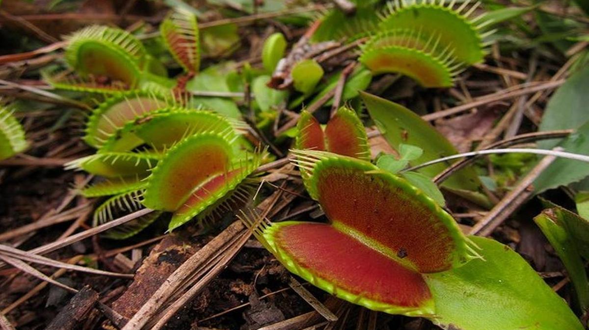 A venus fly trap.