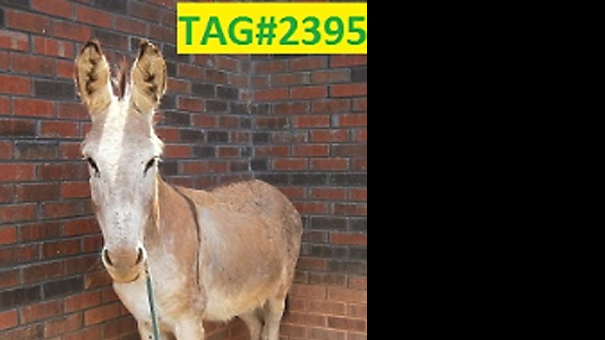 
On Friday, June 19, 2015, Gaston County Police Department Animal Care and Enforcement Division impounded a donkey that was located on Stoney Creek Farm Drive in Kings Mountain. The donkey was a gray and white male.
