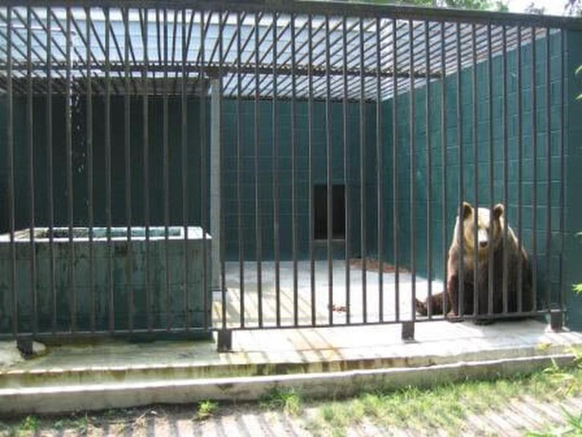 Booger paced incessantly in her tiny concrete-floored cell and bit the bars of her cage, according to PETA. Both types of behavior are well-known signs of zoochosis, a psychological disorder caused by extreme distress from intensive confinement, PETA said.