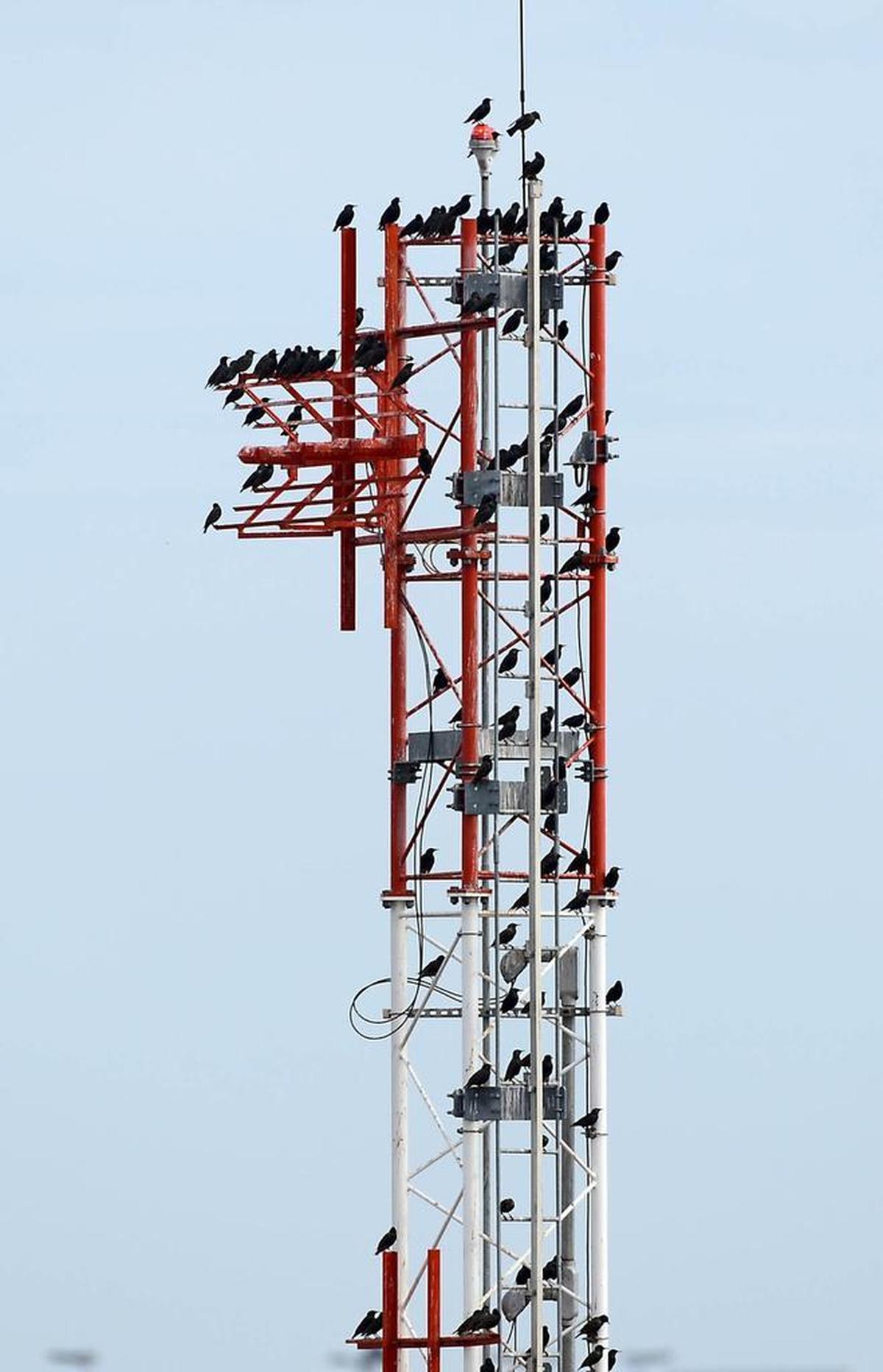 Birds gather on an equipment tower at Charlotte Douglas International Airport in 2013.